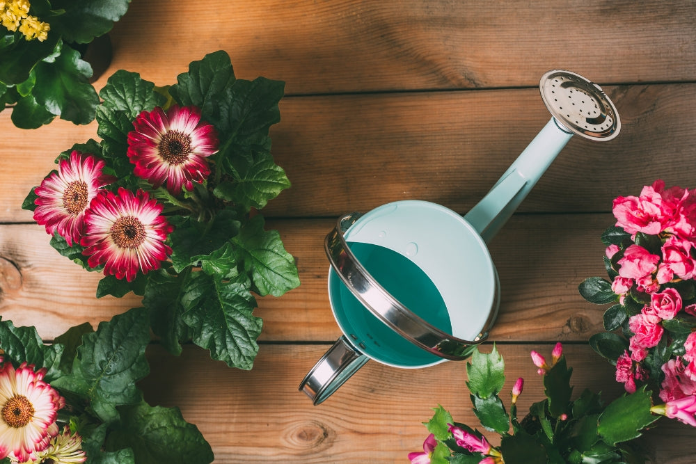 How to Keep Your Flowers Alive Longer