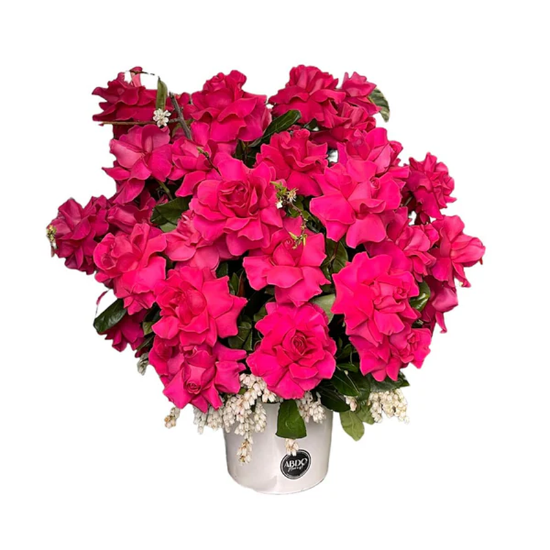 Pink Floyd Rose Arrangement